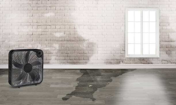 Best Mold removal after water damage  in Altamont, KS