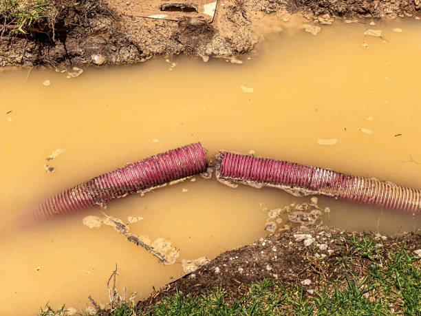 Best Flood restoration services  in Altamont, KS